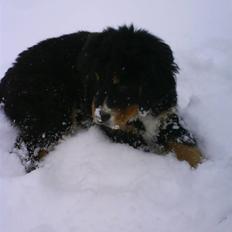 Berner sennenhund Kento 