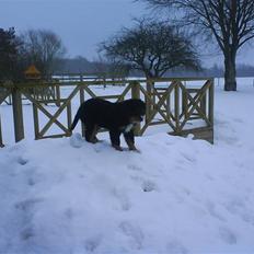 Berner sennenhund Kento 