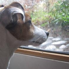 Jack russell terrier Lucie  | Nellie