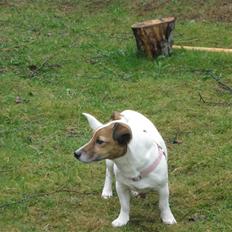 Jack russell terrier Lucie  | Nellie