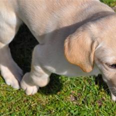 Labrador retriever Karla 