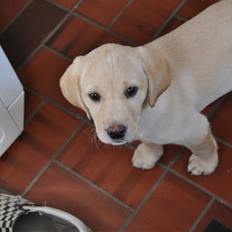 Labrador retriever Karla 