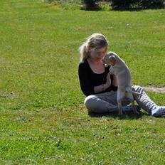 Labrador retriever Karla 