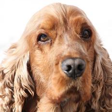 Cocker spaniel Lukas