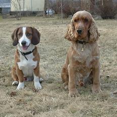 Cocker spaniel Lukas