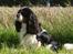 Cavalier king charles spaniel Jobbe