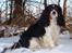 Cavalier king charles spaniel Jobbe - Jobbe