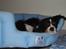 Cavalier king charles spaniel Jobbe - Afslapning i hundekurven