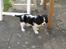 Cavalier king charles spaniel Jobbe - Jobbe 9 uger gammel
