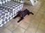 Labrador retriever Coco - Coco i gangen
