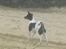 Blanding af racer Rocky