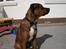 Amerikansk bulldog /Schæfer/Rottweiler ANTON
