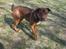Amerikansk bulldog /Schæfer/Rottweiler ANTON