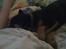 Rottweiler Simba R.I.P - Putter ved mor