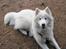 Samojedhund Nala