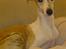 Whippet Hugo  - smuk dreng