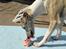 Whippet Hugo  - så skal den kylling tygges godt :-) elsker sin nye Barf fodring...