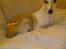 Whippet Hugo  - sofahund :-)