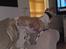 Whippet Hugo  - Skal da lige se nyhederne :-)