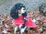 Cavalier king charles spaniel Tilde - Tester min nye frakke i skoven