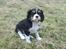Cavalier king charles spaniel Tilde - Første gang ude i den nye have