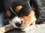 Cavalier king charles spaniel Tilde - mmmm.. guf onkel Nemos gennemtyggede politistav