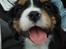 Cavalier king charles spaniel Tilde - på vej til mit nye hjem
