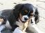 Cavalier king charles spaniel Tilde