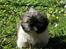 Shih tzu Toffie