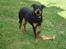 Rottweiler Tyson