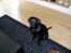 Labrador retriever Nando R.I.P - Nando 5 mdr