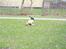 Labrador retriever Nando R.I.P - Jeg elsker at lege med Nana...