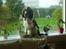 Engelsk springer spaniel Andy