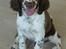 Engelsk springer spaniel Andy