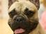 Fransk bulldog Elvis