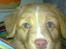 Nova scotia duck tolling retriever Shaggy tollers Wild lonel