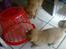 Nova scotia duck tolling retriever Shaggy tollers Wild lonel