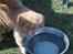 Nova scotia duck tolling retriever Shaggy tollers Wild lonel