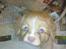 Nova scotia duck tolling retriever Shaggy tollers Wild lonel