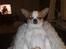 Chihuahua Simba