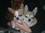 Chihuahua Simba