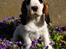 Cocker spaniel Vanilla Joy Dream Design - Ditte