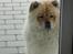 Chow chow TrisseVonMontasio  - Luk mig iiiiind.....