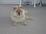 Chow chow TrisseVonMontasio 