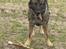 Schæferhund Nederholms Jasko (Sov sødt min dreng) <3 - - Can you keep a secret ? ´ So can he , and he has all mine .. 