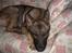 Schæferhund Nederholms Jasko (Sov sødt min dreng) <3 - - Your not only my friend , your are my best friend ind this World ! <3 :D 