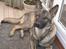 Schæferhund Nederholms Jasko (Sov sødt min dreng) <3 - - I didn´t know i needed you , but now that i have you , i can believe that i could live without you ?? :D