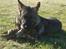 Schæferhund Nederholms Jasko (Sov sødt min dreng) <3 - - Love you and will always love you . 