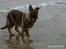 Schæferhund Nederholms Jasko (Sov sødt min dreng) <3 - - Having you in my life , is like a new adventure every day ! 