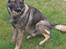 Schæferhund Nederholms Jasko (Sov sødt min dreng) <3 - - Ball ´ i don´t know , but you like it ? 
